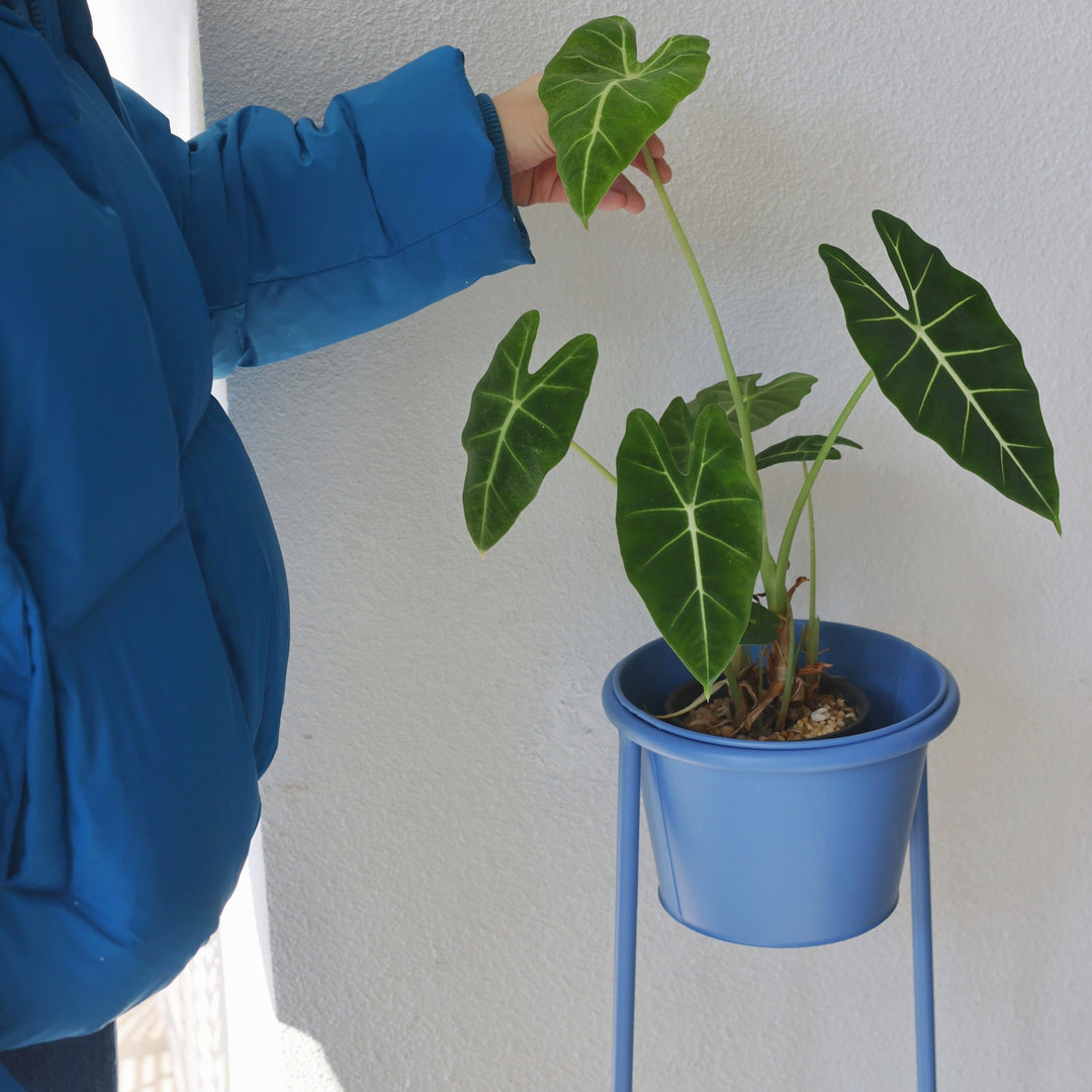 High Plant Stand