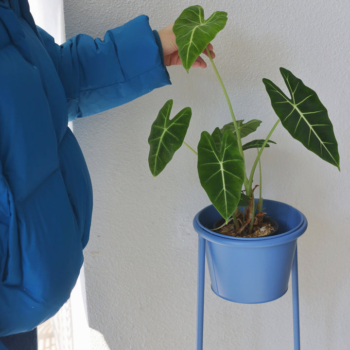 High Plant Stand