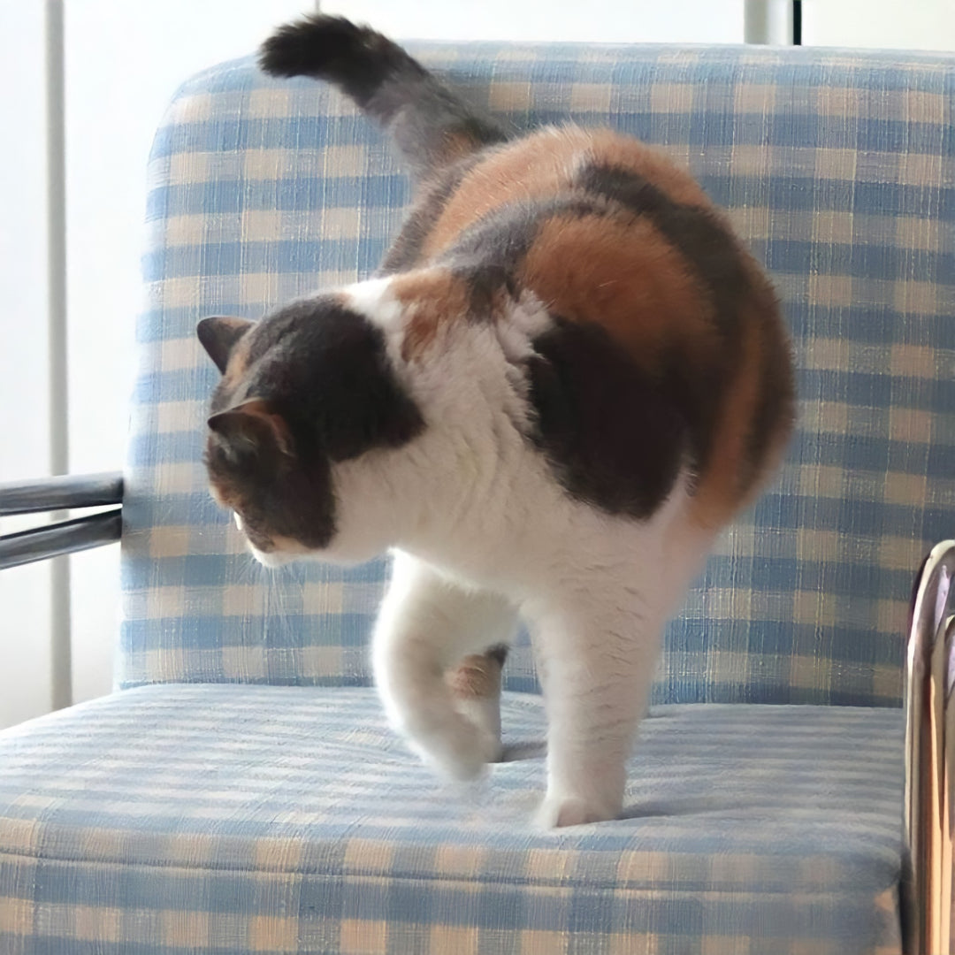 レトロモダンファブリックラウンジチェア