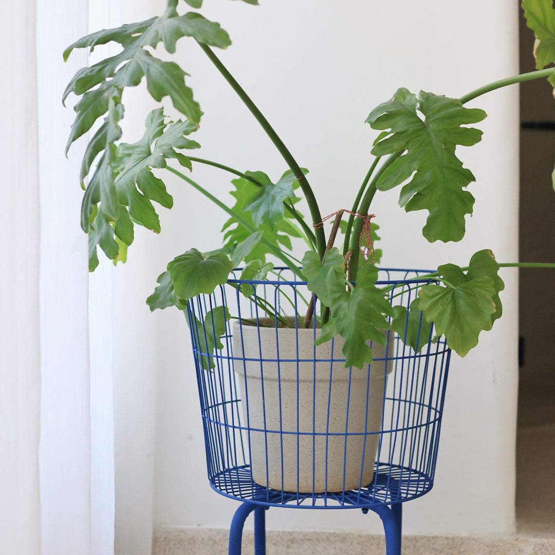 Wire Basket Plant Stand